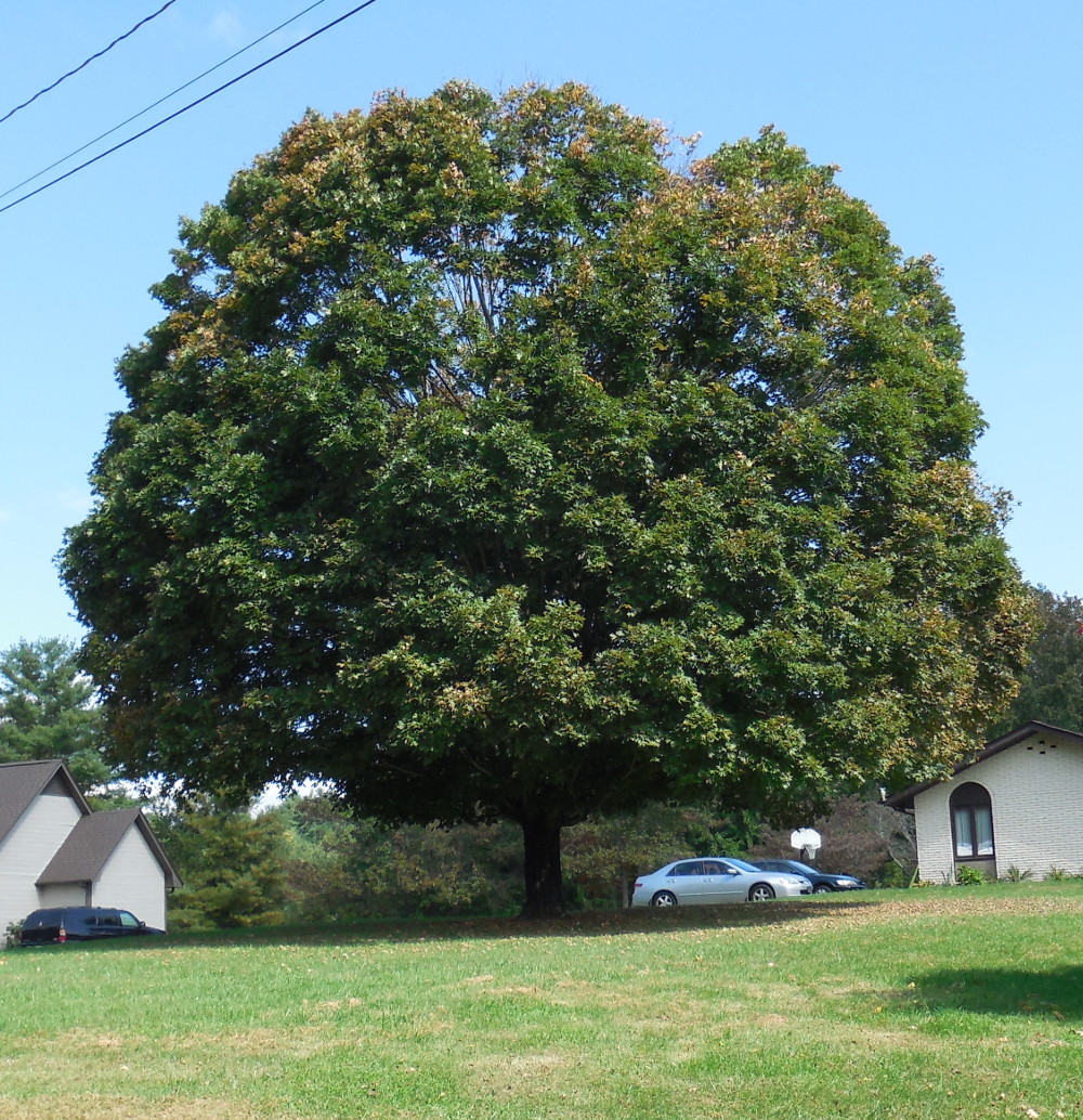 The “Perfect” Tree Laughing Hills