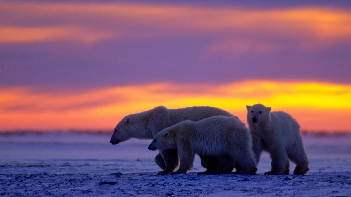 TV Review "Kingdom of the Polar Bears" on Nat Geo WILD Highlights How