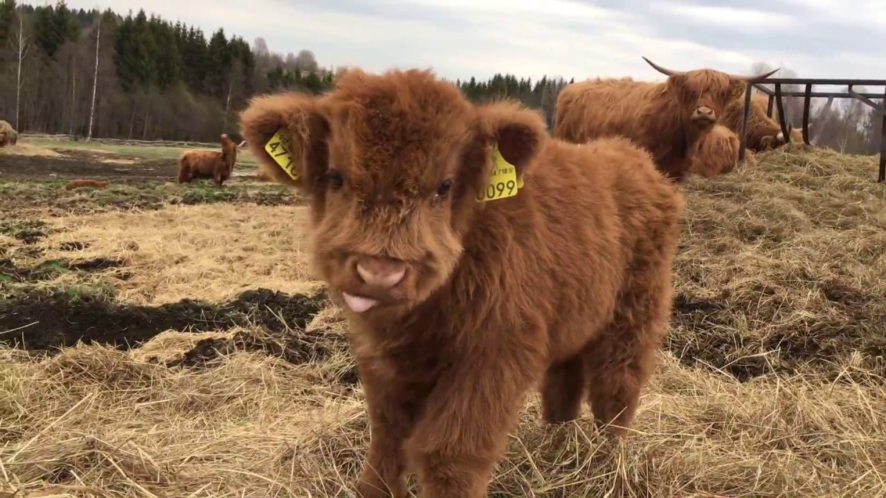 These "Fluffy Cows" Are Beyond Adorable! LAUGHTARD