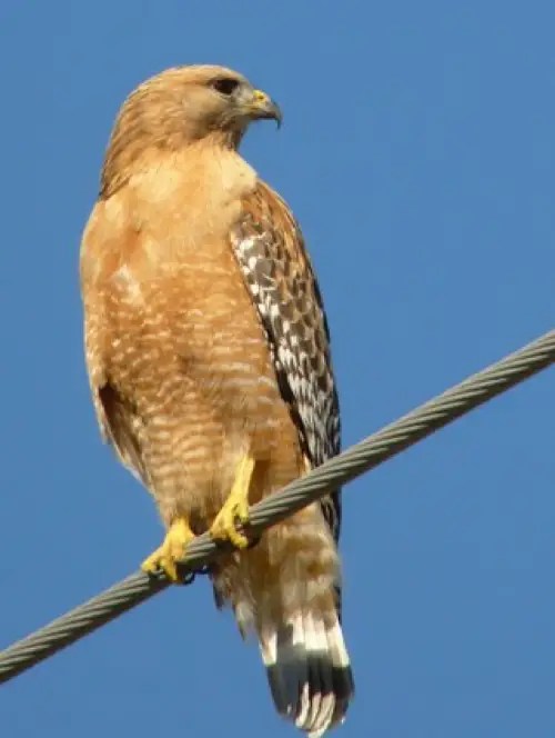 Birds of Prey in PA