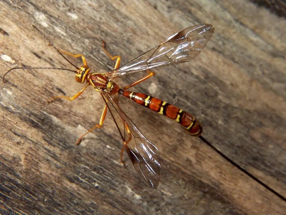 Insects in PA Launch Knowledge