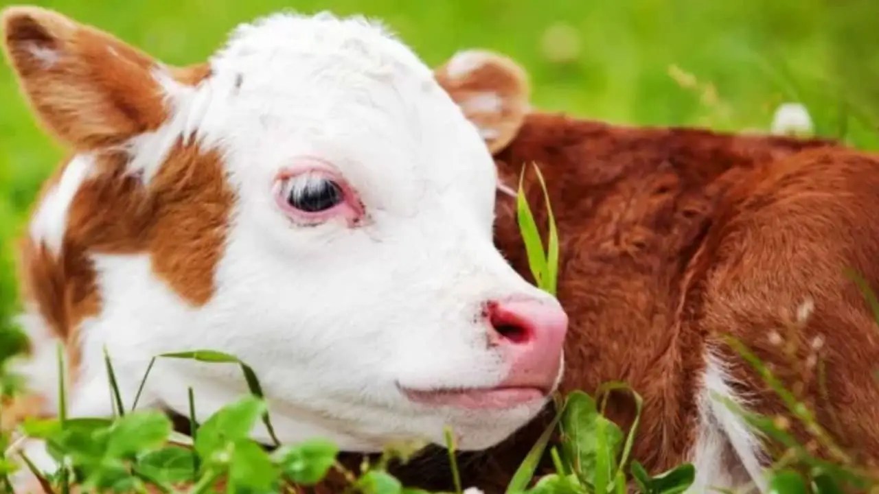 How Many Stomachs Does a Cow Have