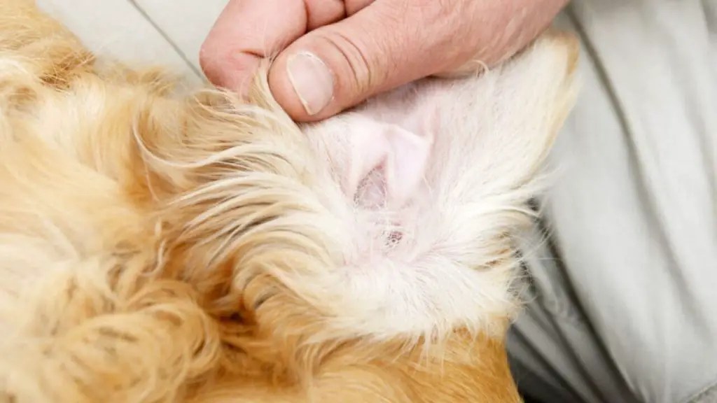 What Does an Ear Infection Look Like Through an Otoscope