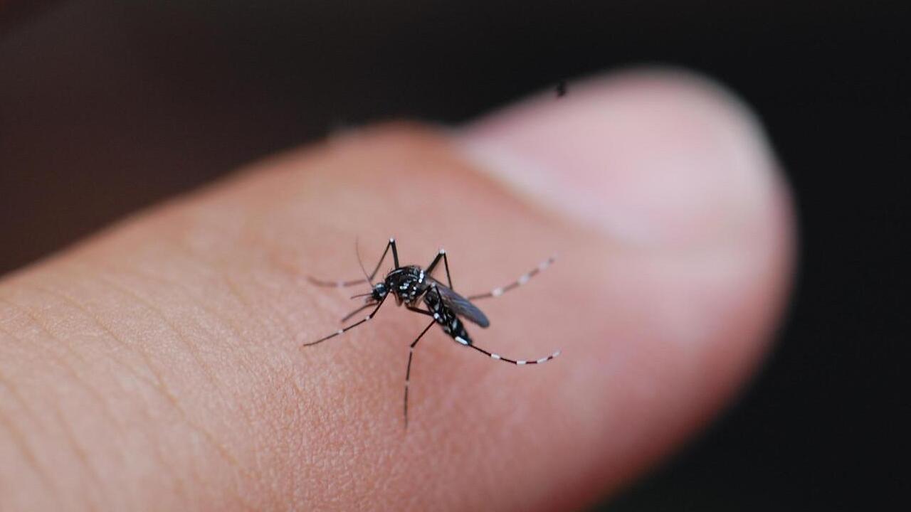 Do Mosquitoes Come Out In The Rain