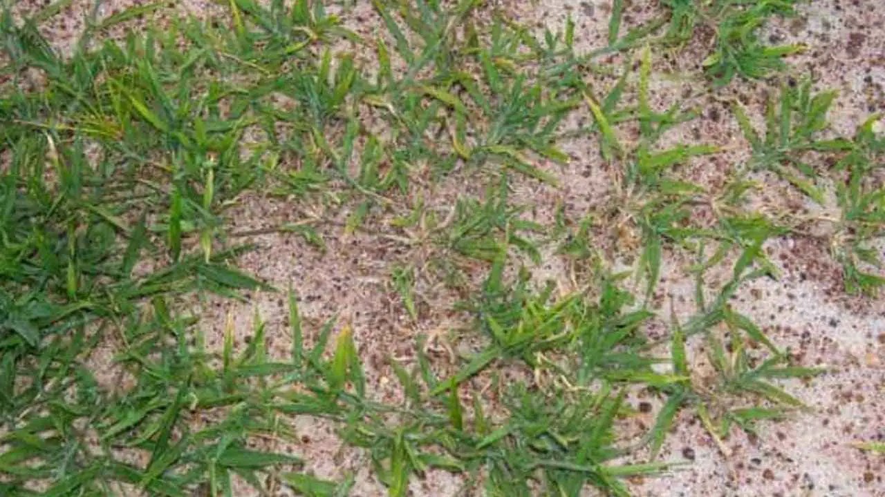 How to Grow Grass in Sandy Soil Things To Know