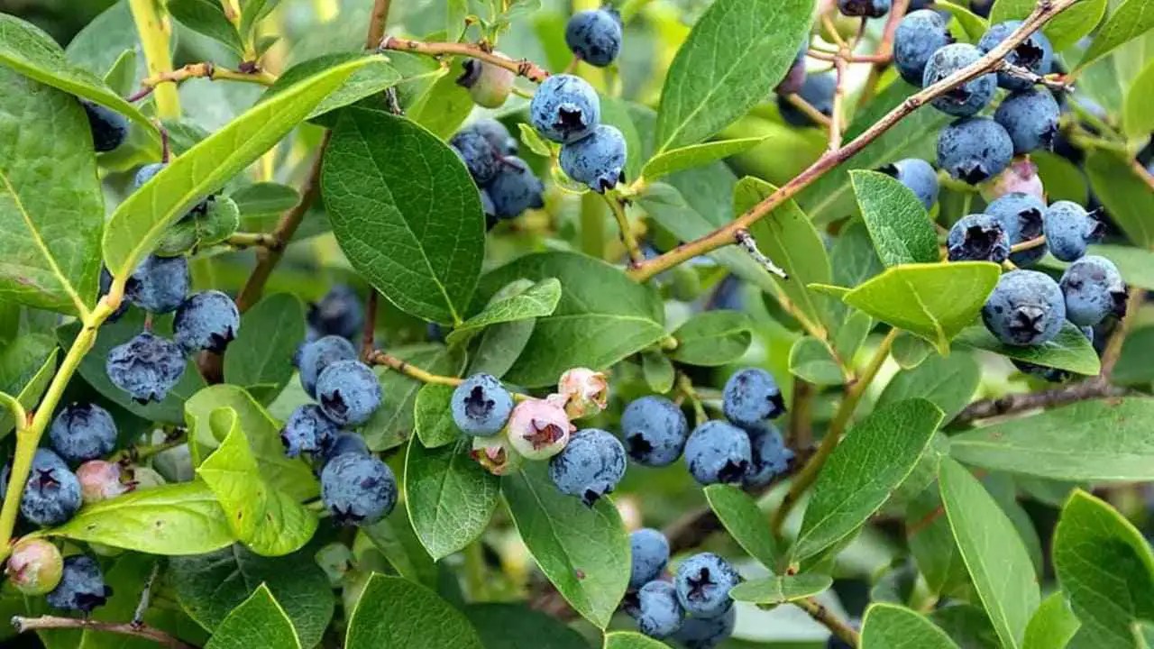How To Make Soil Acidic For Blueberries
