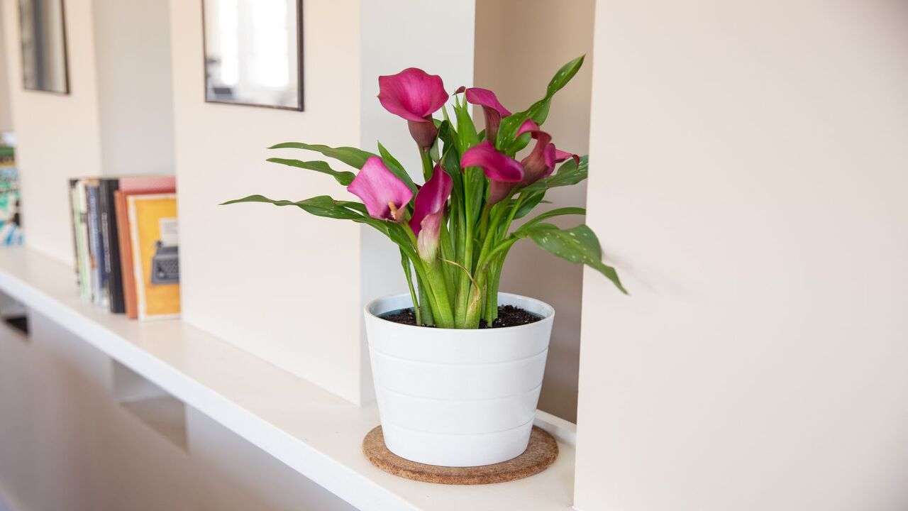 How To Care For Calla Lilies Indoors