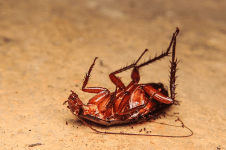 Â¿Por quÃ© casi siempre que encontrÃ¡s una cucaracha muerta estÃ¡ patas