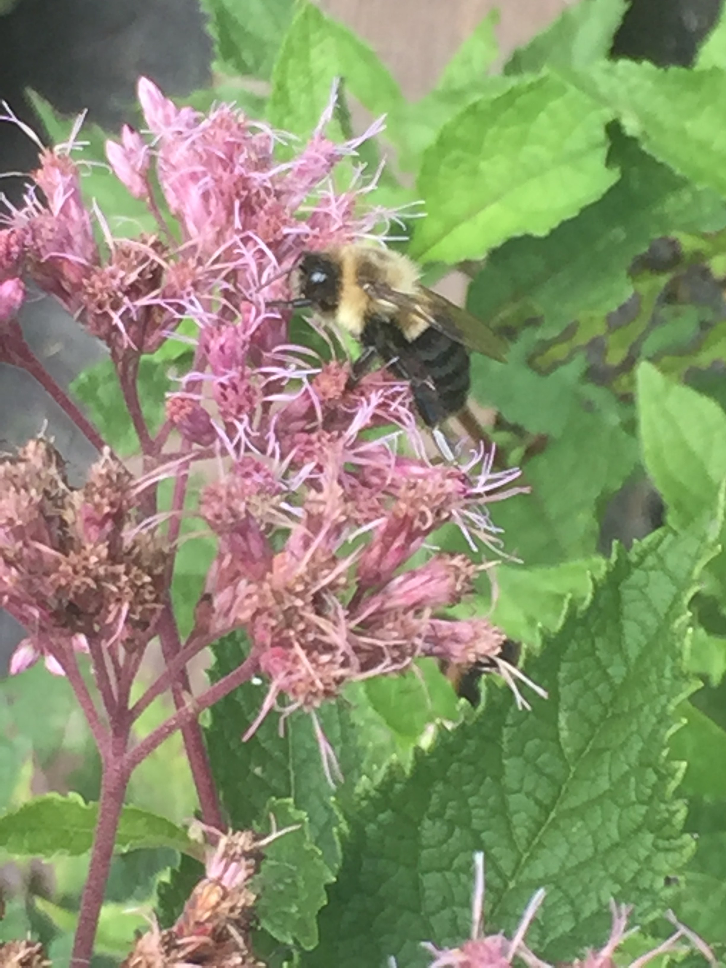 Lauren's Garden Service Top 6 Native Pollinators