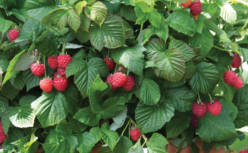 'Raspberry Shortcake' Raspberry Landscape Design, Installation