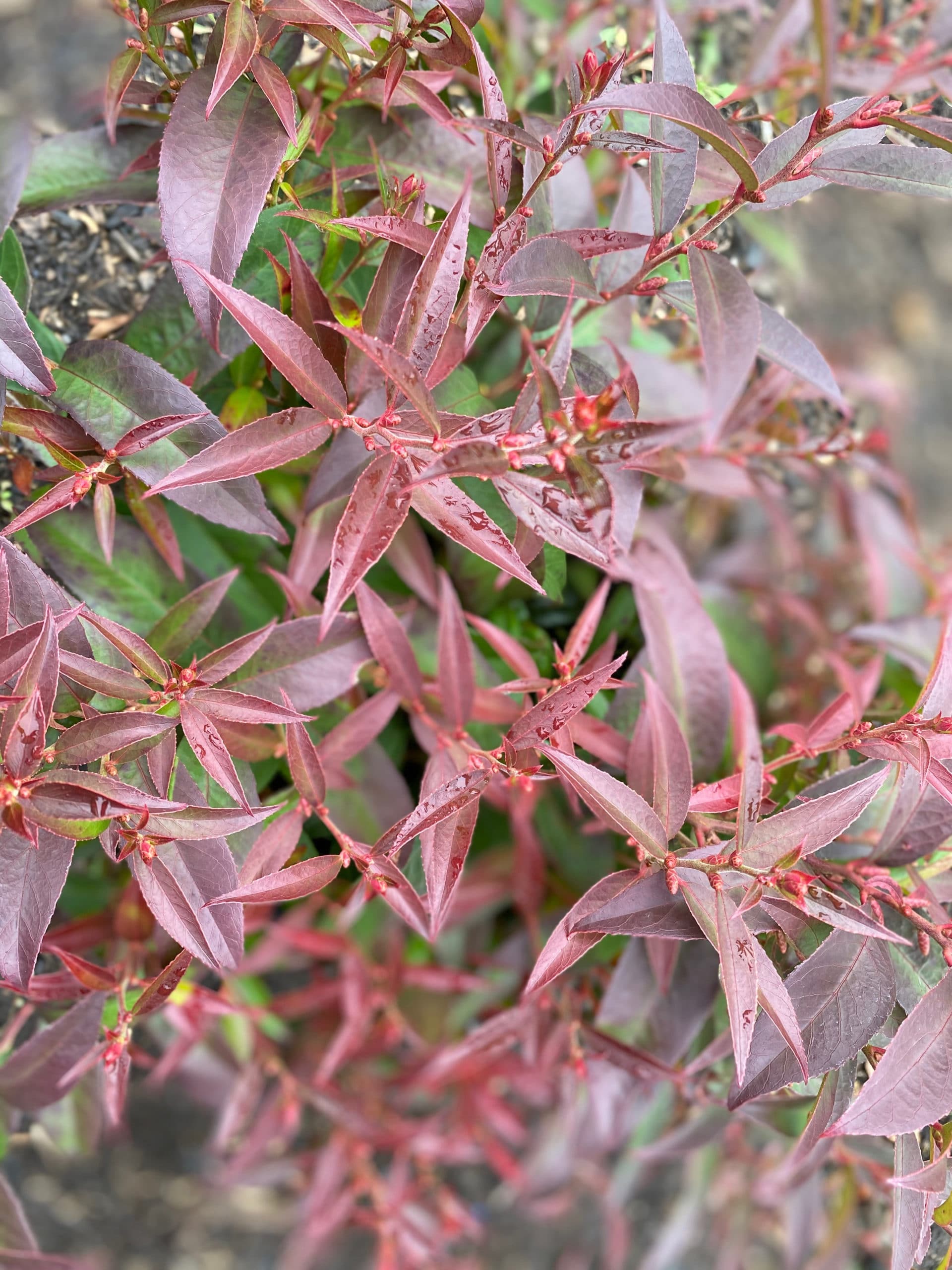 Drooping Laurel 'Scarletta' Lauren's Garden Service