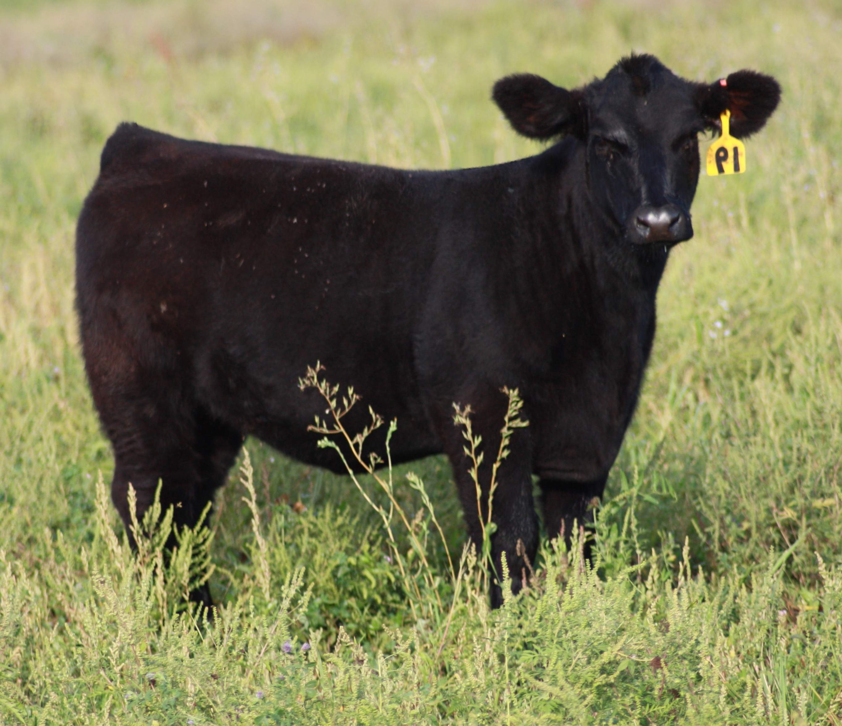 Werning Cattle Co Pasture Sale Lautner Farms