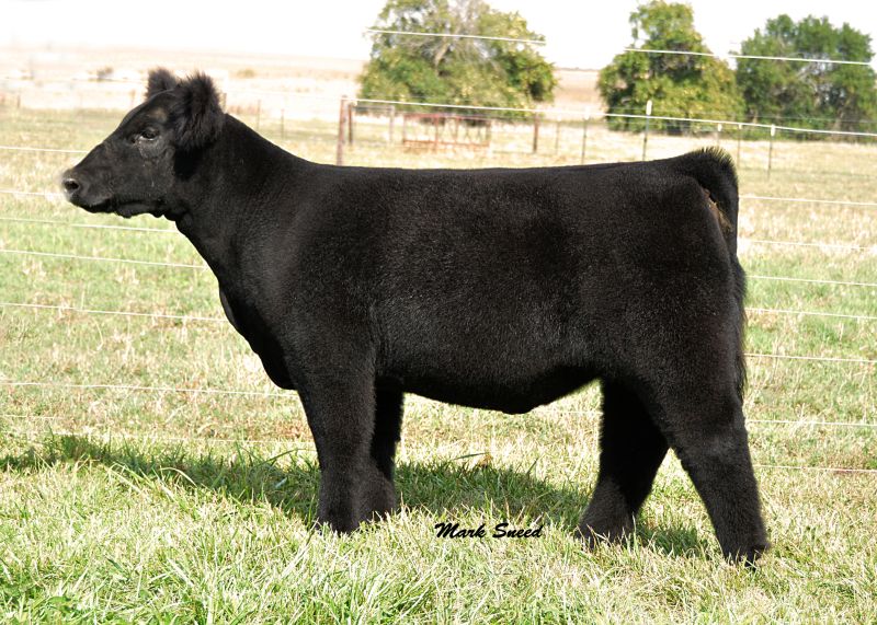 I80 Heifer from Blackford BIDDING NOW OPEN! Lautner Farms