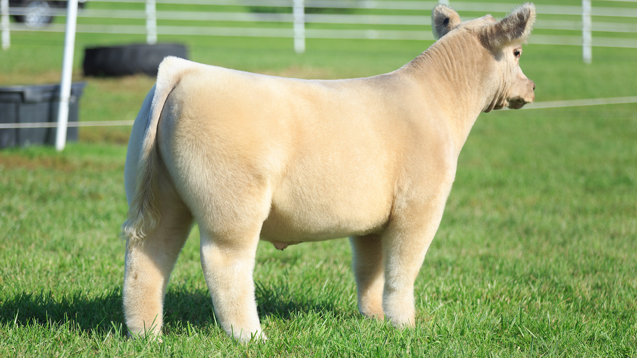 Goretska Show Steers Private Treaty Sale Bids Due 10/12 by 7 p.m
