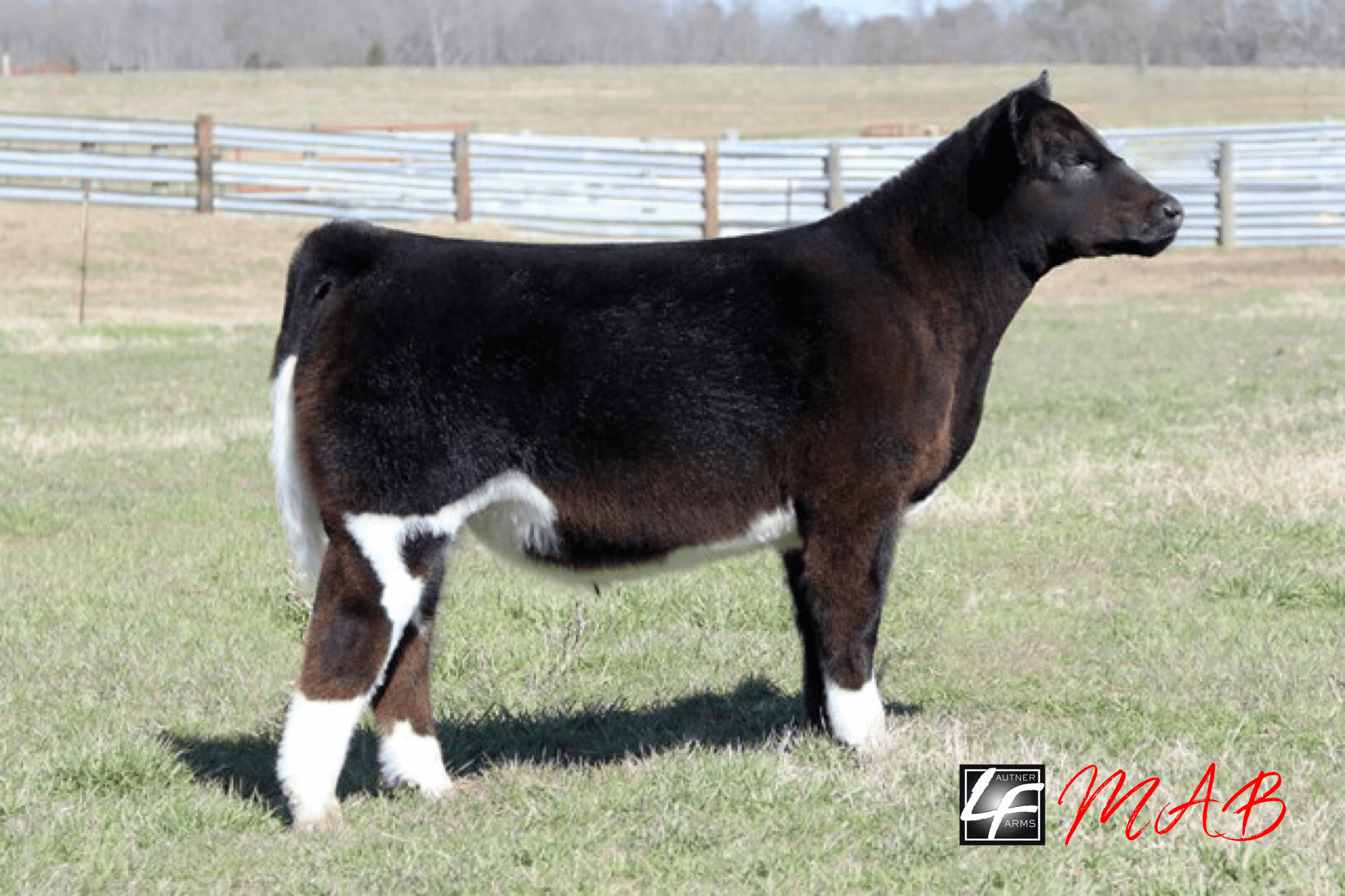 Elmore Cattle Co. ‘More than Ordinary’ Online sale at SC Online Sales