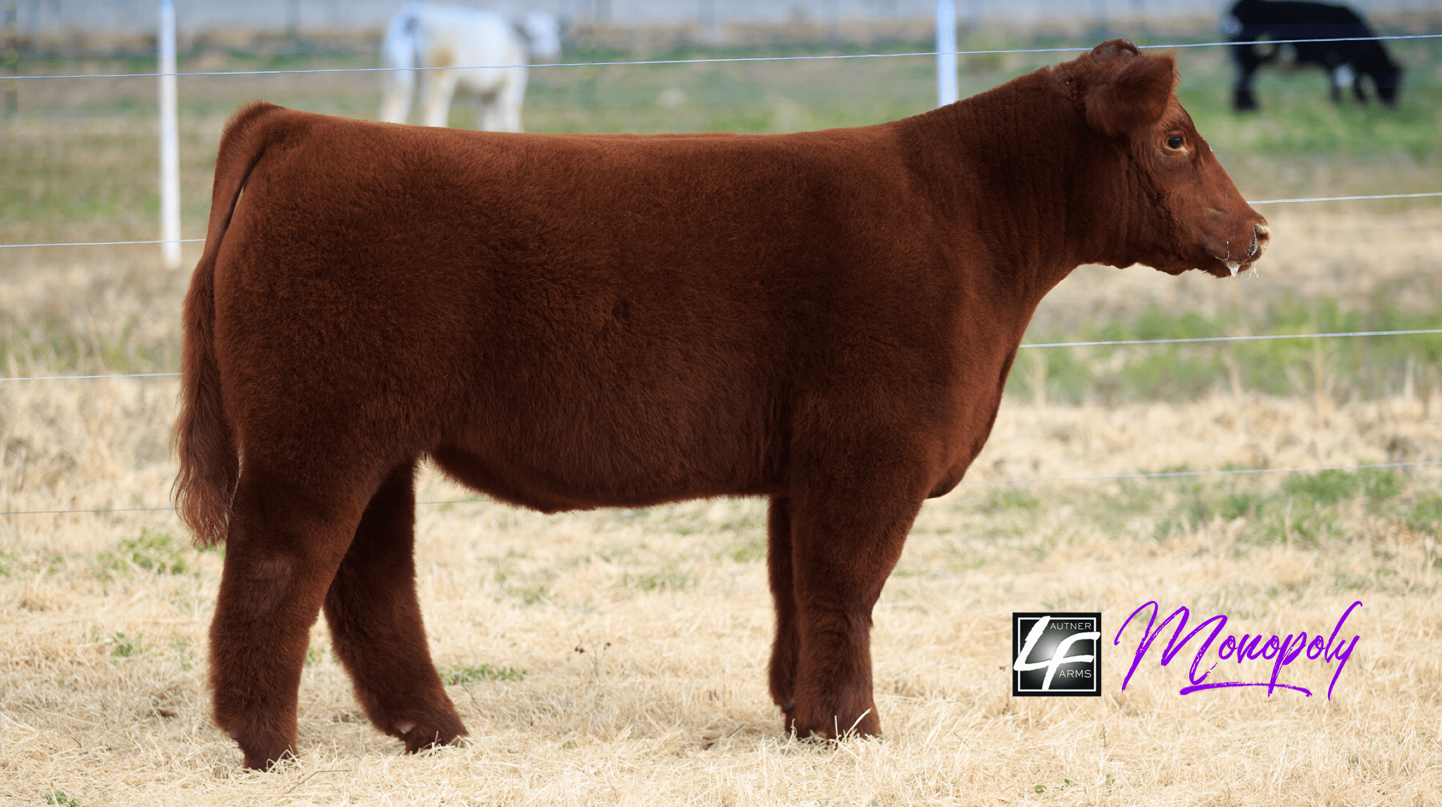 Lock & Load live auction at G&G Show Cattle in Abernathy, TX 3/1