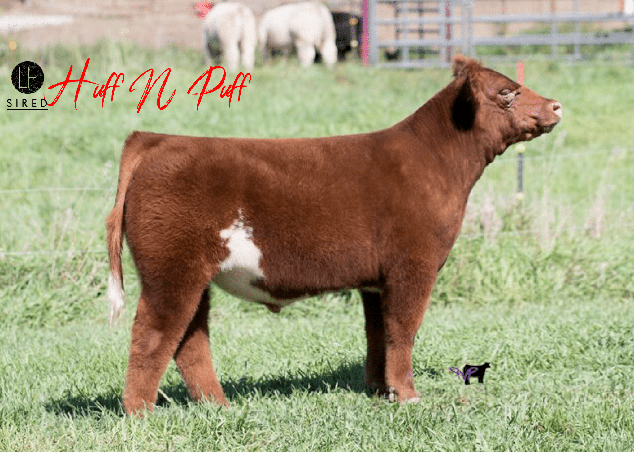 Check out Dostal Show Cattle & Gall Show Cattle ⭐️TODAY⭐️ on SC Online