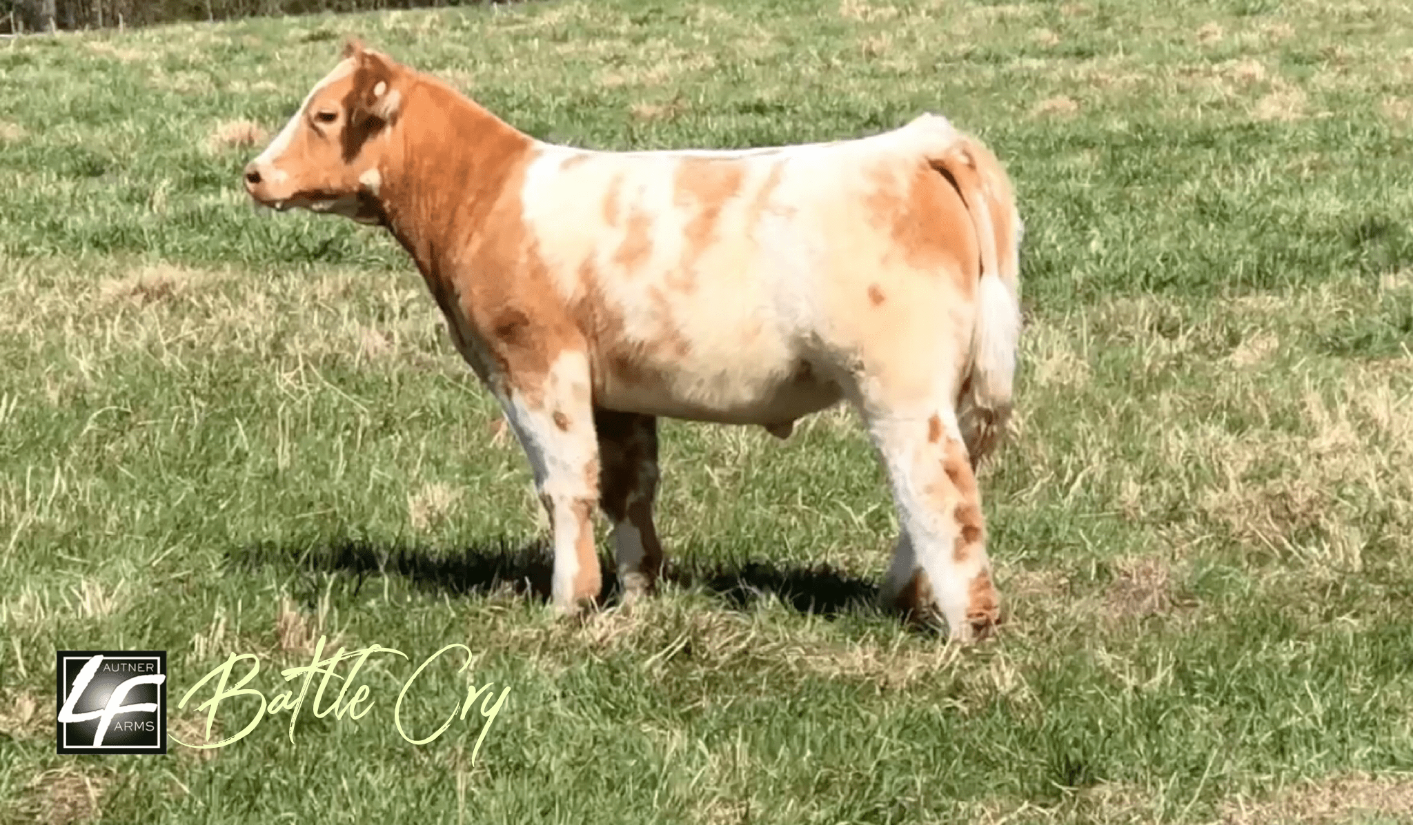 Maples Cattle Sale Waverly, AL March 23 view sale calves in the link below ⤵️ Lautner Farms
