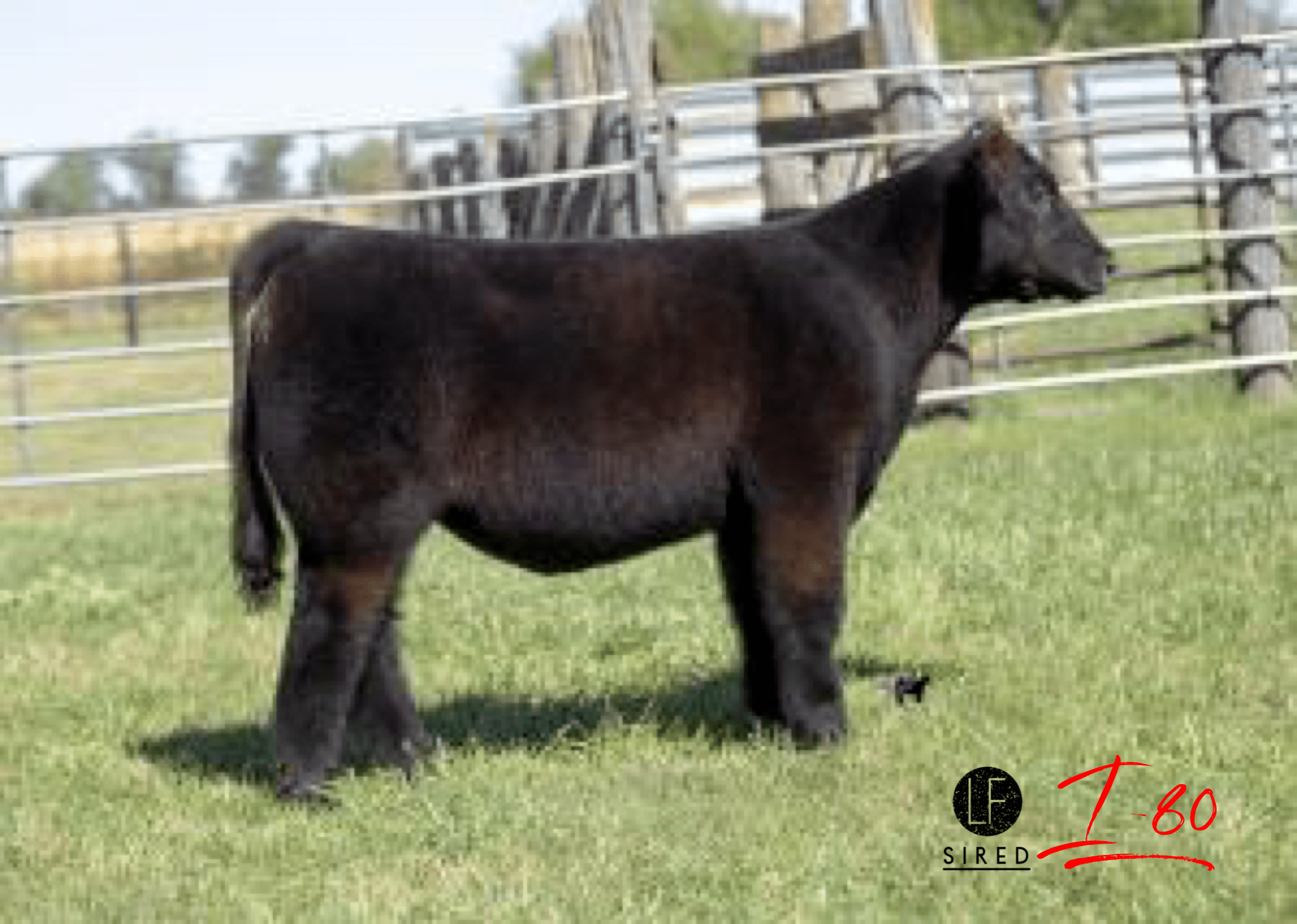 Don’t miss Miller Cattle Co ⭐️TODAY⭐️ on CW Cattle Sales! Lautner Farms