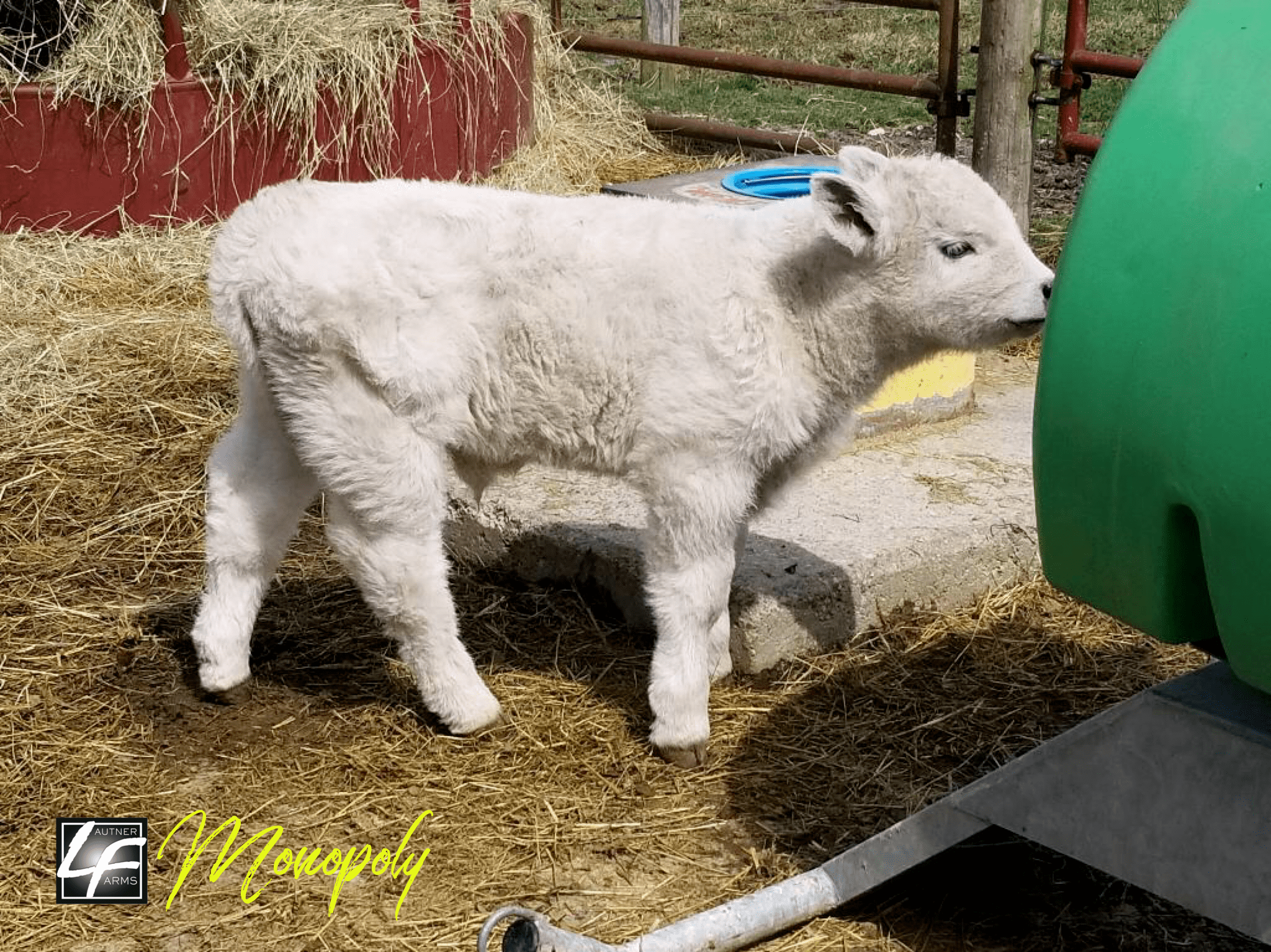 Monopoly 4 x Alias 7 day old bull from Musgrave Farms Upper Sandusky