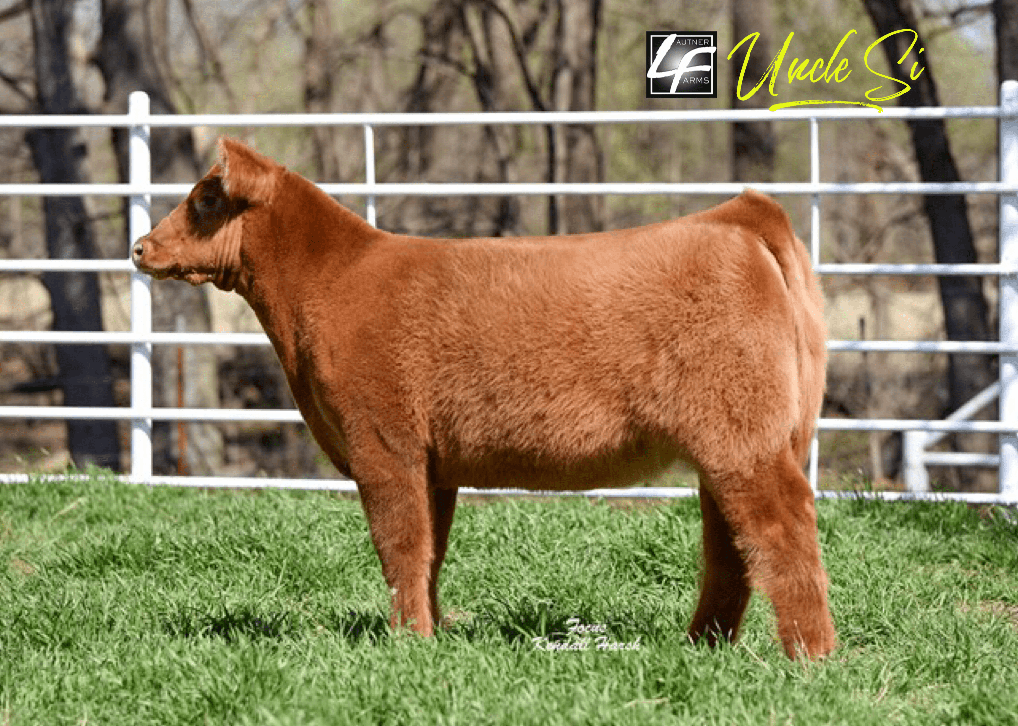 Eden Show Cattle/LM Cattle Girls Night Out Vol. 1 ️TODAY⬅️ on SC Online