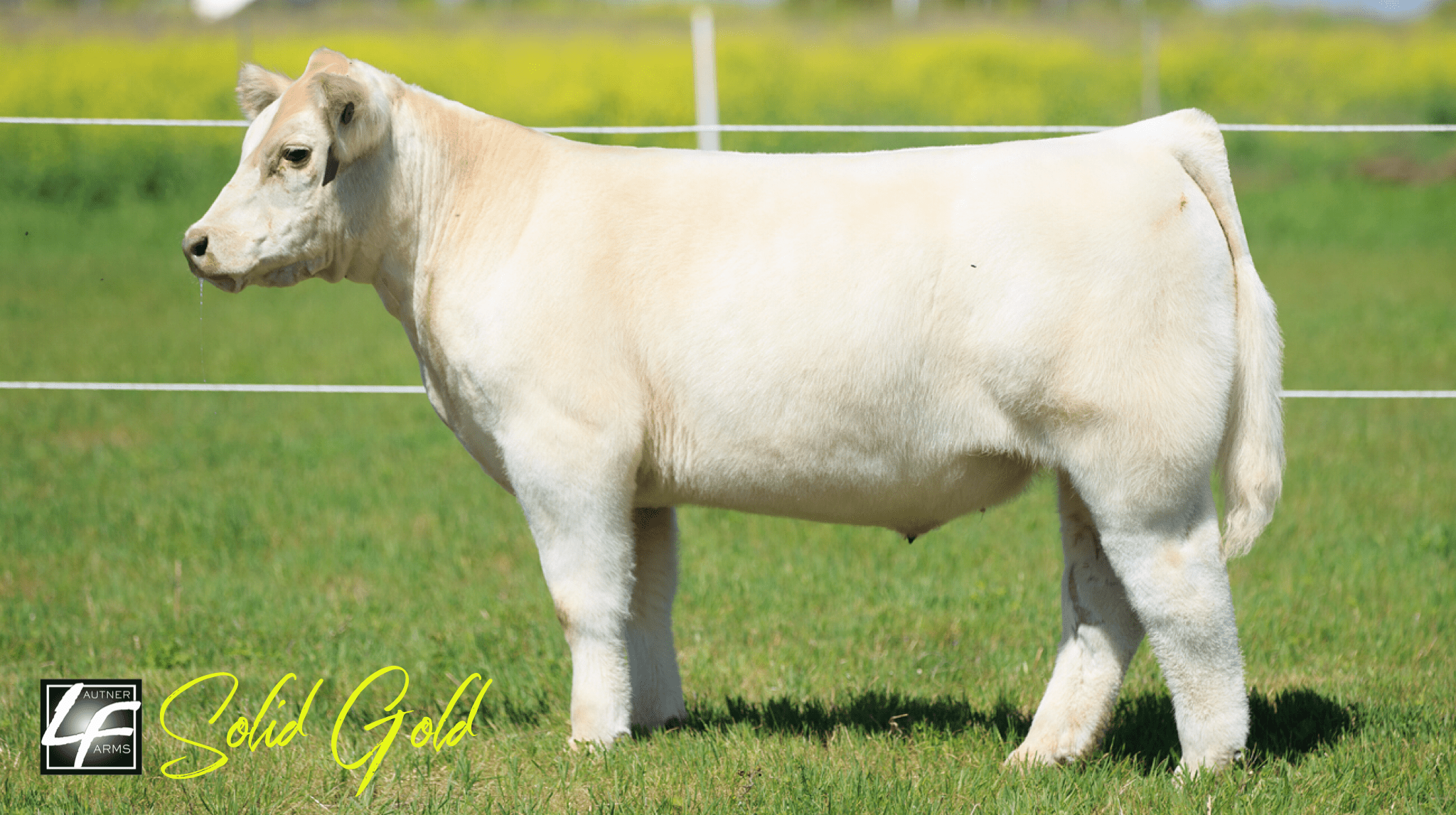 Goretska Show Steers Fallborn Steer Sale ️TOMORROW⬅️ April 16th on