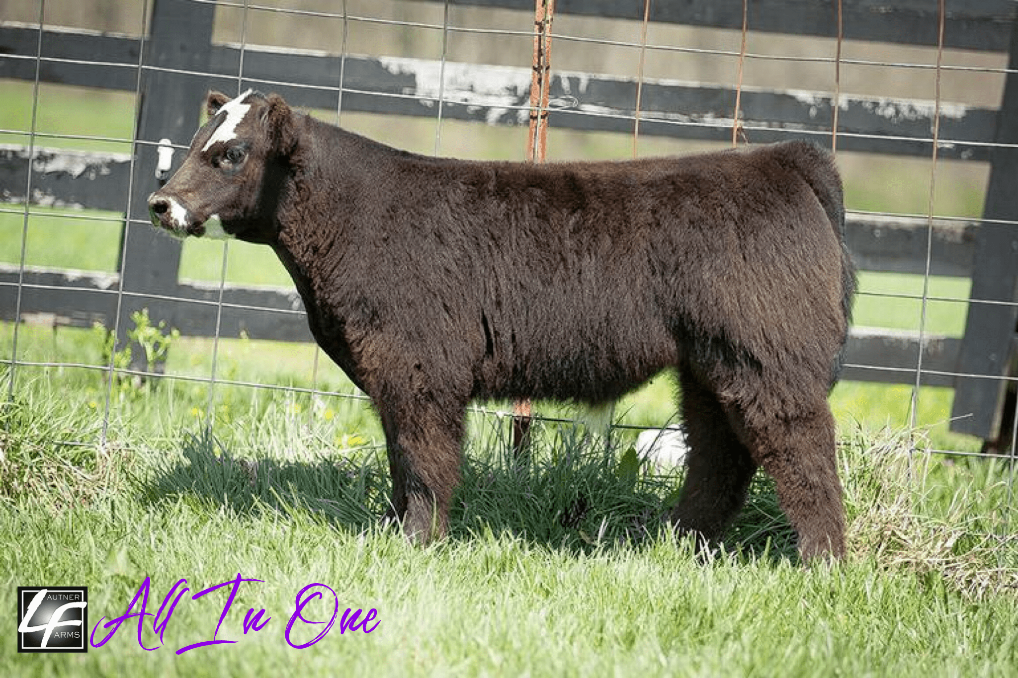 Dwight Hamilton Show Cattle Online Sale TODAY on BW Online Sales