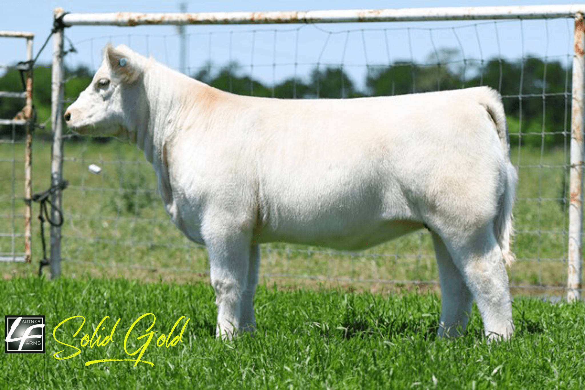 Leifeste Show Cattle Online Heifer Sale ️TOMORROW⬅️ on SC Online Sales