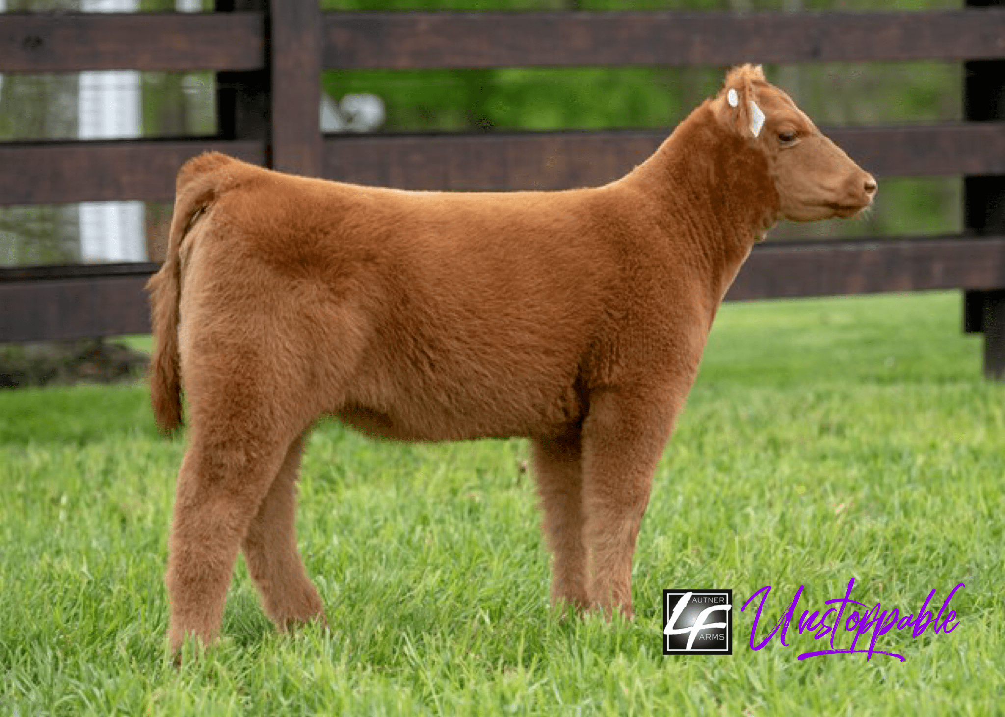 Williams Show Cattle ️TODAY⬅️ on SC Online Sales! Lautner Farms
