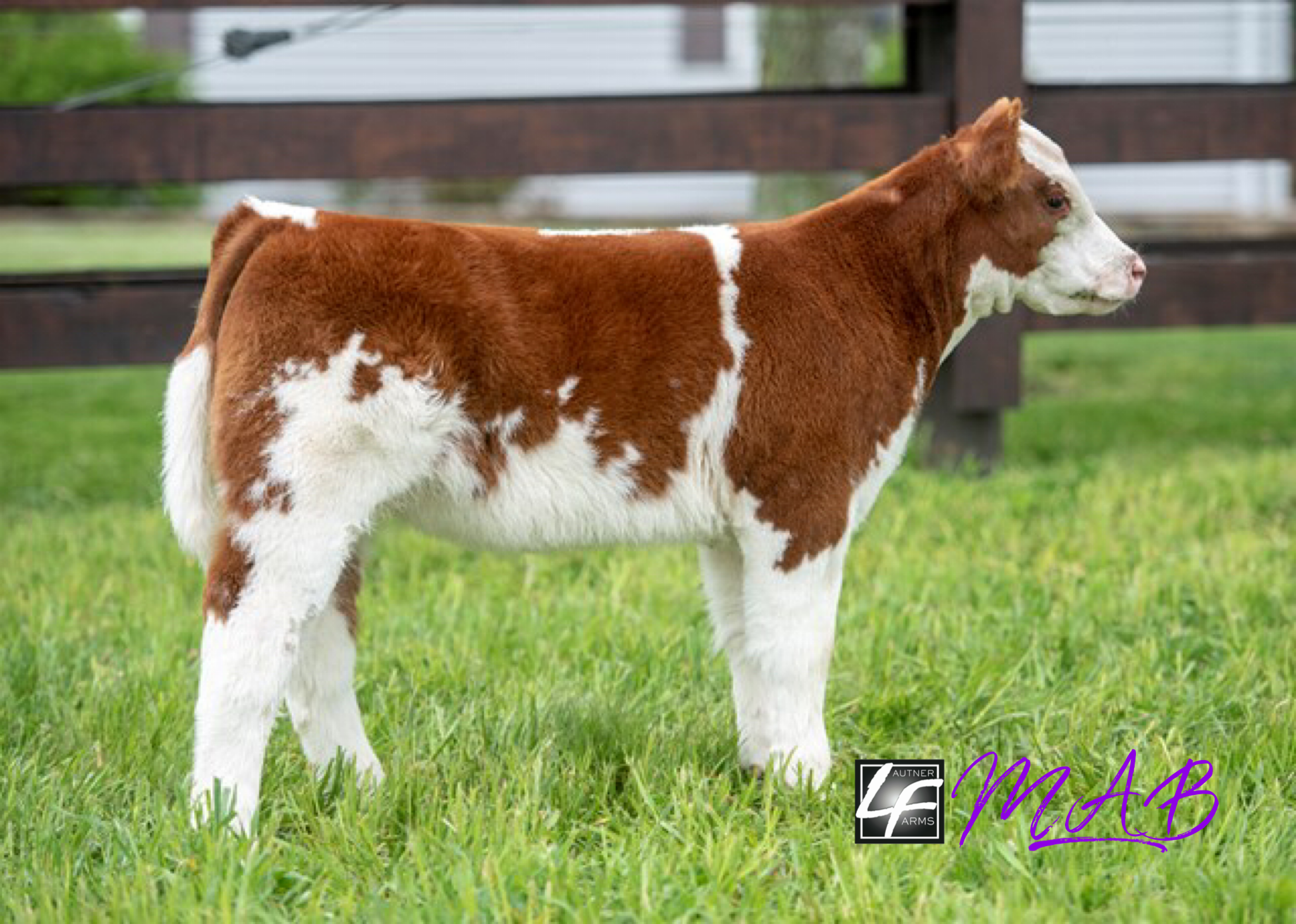 Williams Show Cattle ️TODAY⬅️ on SC Online Sales! Lautner Farms