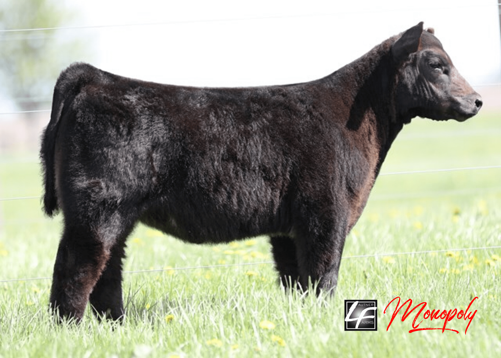 Johnson & Gray Cattle Co. ️TODAY⬅️ on SC Online Sales! Lautner Farms