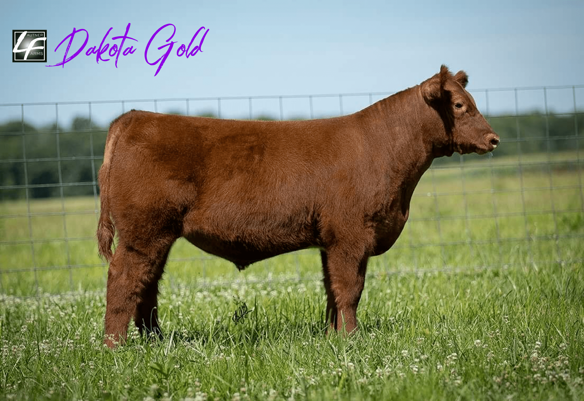 Be sure to check out Eddy Forsythe Cattle offering in the Highland