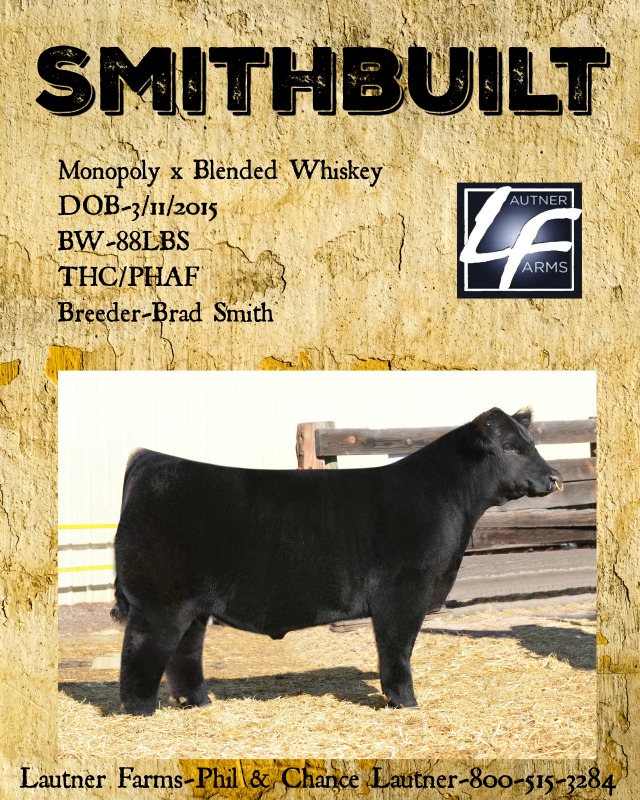 Lautner Farms new sire Smithbuilt ,SEMEN NOW READY TO SHIP! CALL 800
