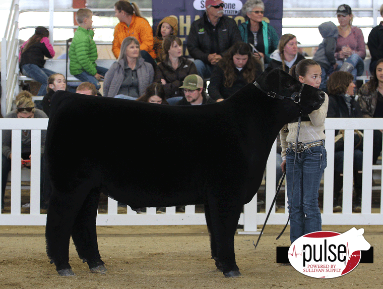 Western Bonanza Prospect Black Steers Ring A Lautner Farms