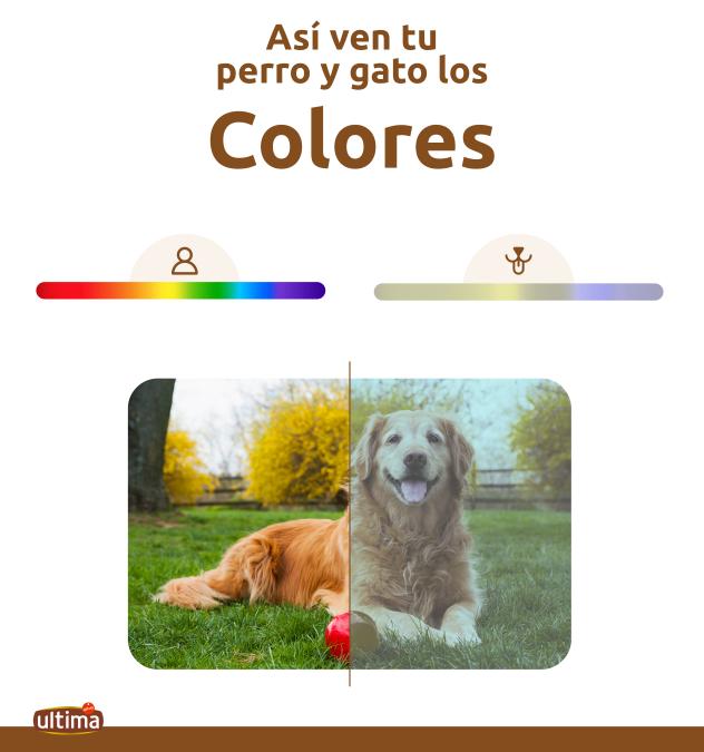 Lo Que Los Gatos Ven Colores