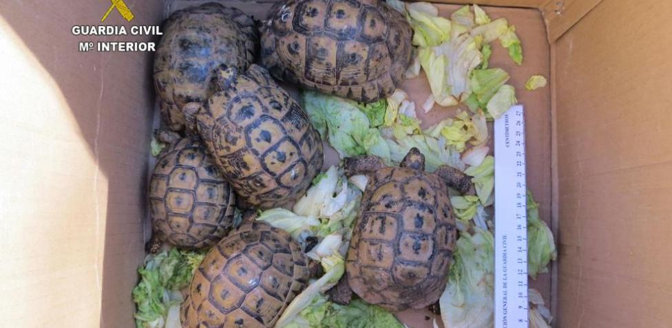 Recuperan Seis Tortugas De Tierra Que Estaban A La Venta En Internet