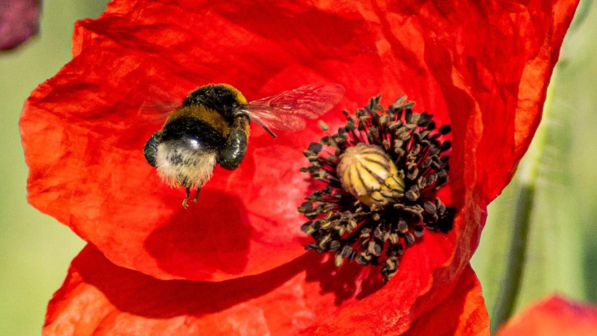 La indispensable compañía de las amapolas(04)
