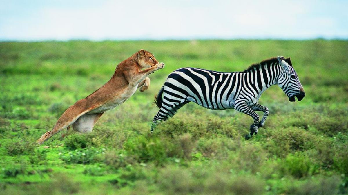 Las rayas de las cebras no son una evolución de camuflaje contra los leones