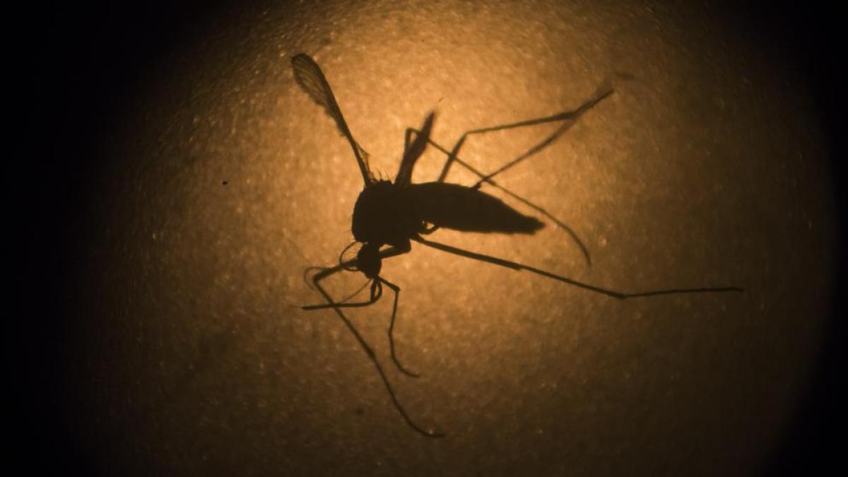¿Puede el virus Zika extenderse por España?