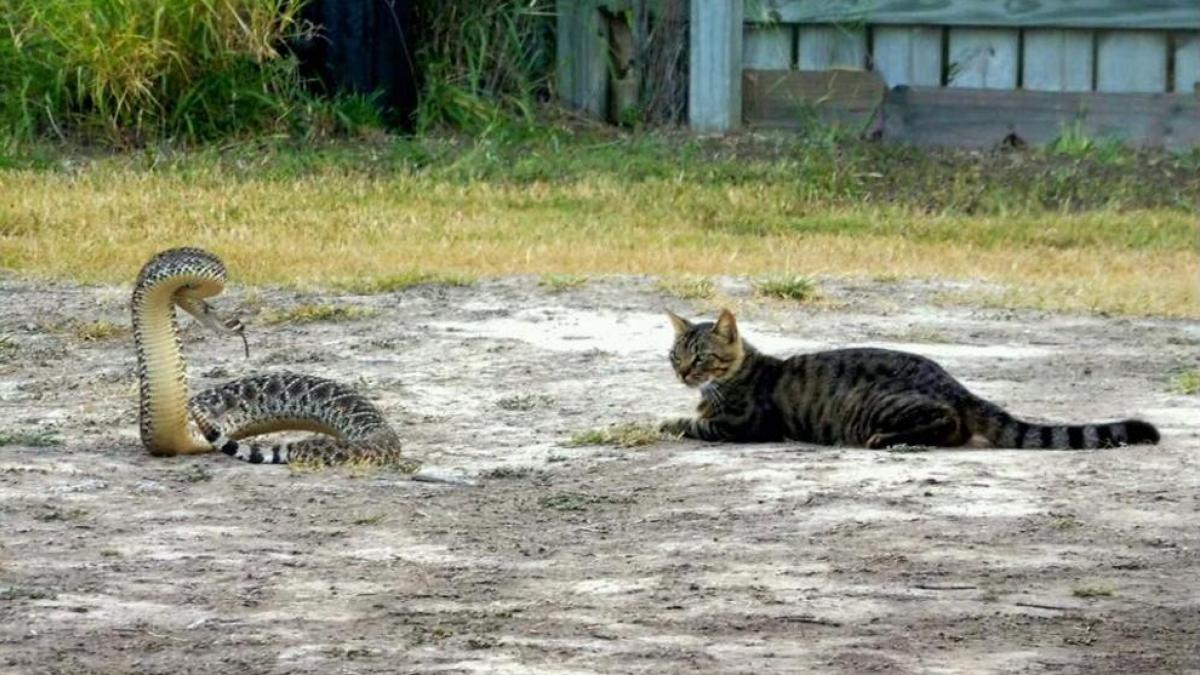Este gato desafía una enorme serpiente de cascabel