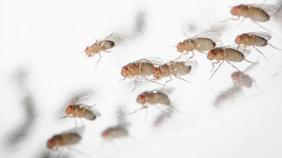 Las moscas usan sus alas para volar, sí, ¿y para qué más?