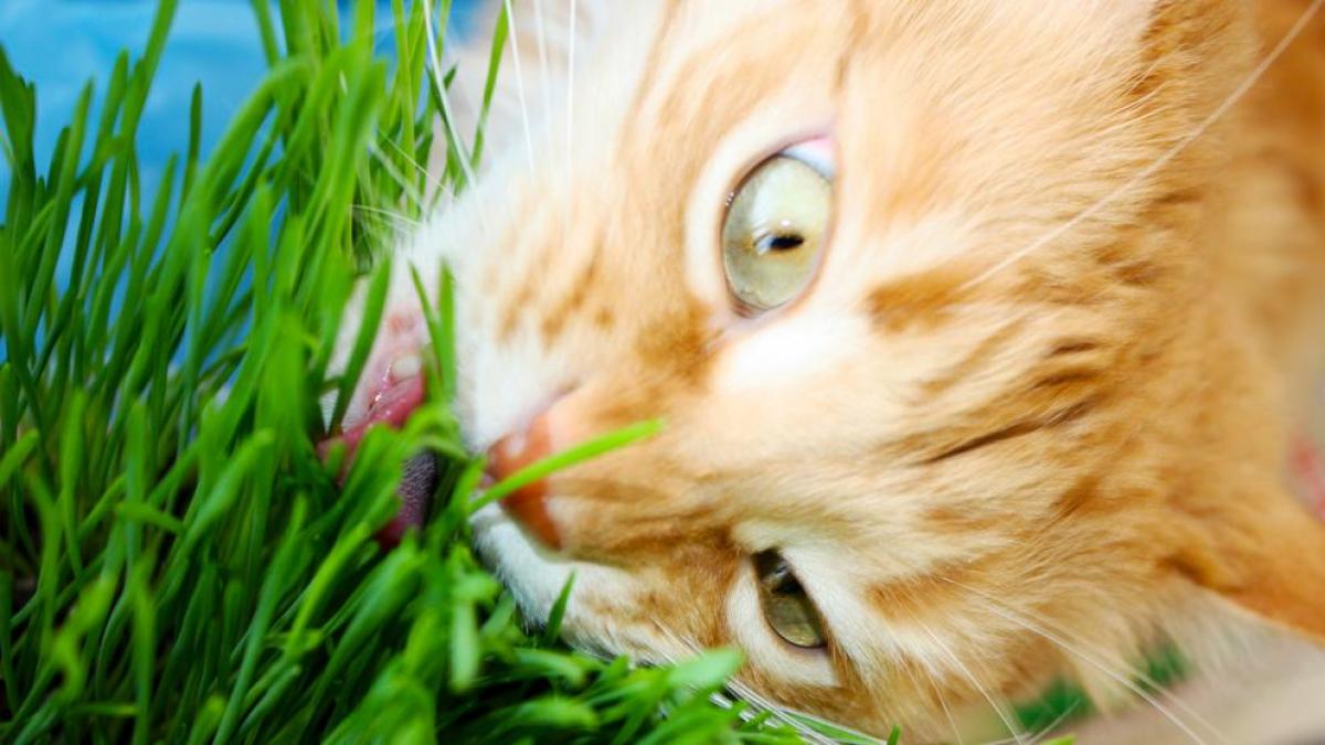 Por Qué Los Gatos Comen Hierba? Causas Y Cómo Evitarlo vlr.eng.br