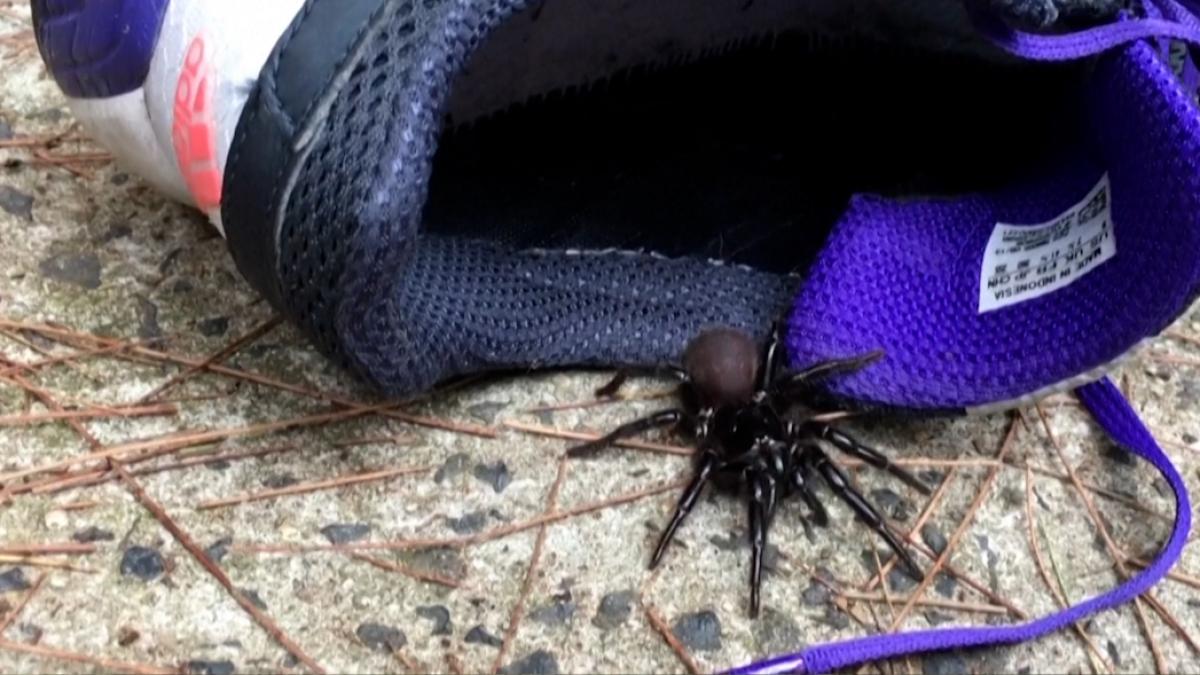 Thousands of giant spiders invade homes after Australian floods