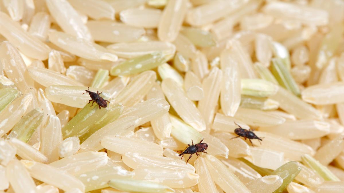 ¿Tengo que tirar el arroz si cuando lo pongo a cocer veo que tiene bichos?