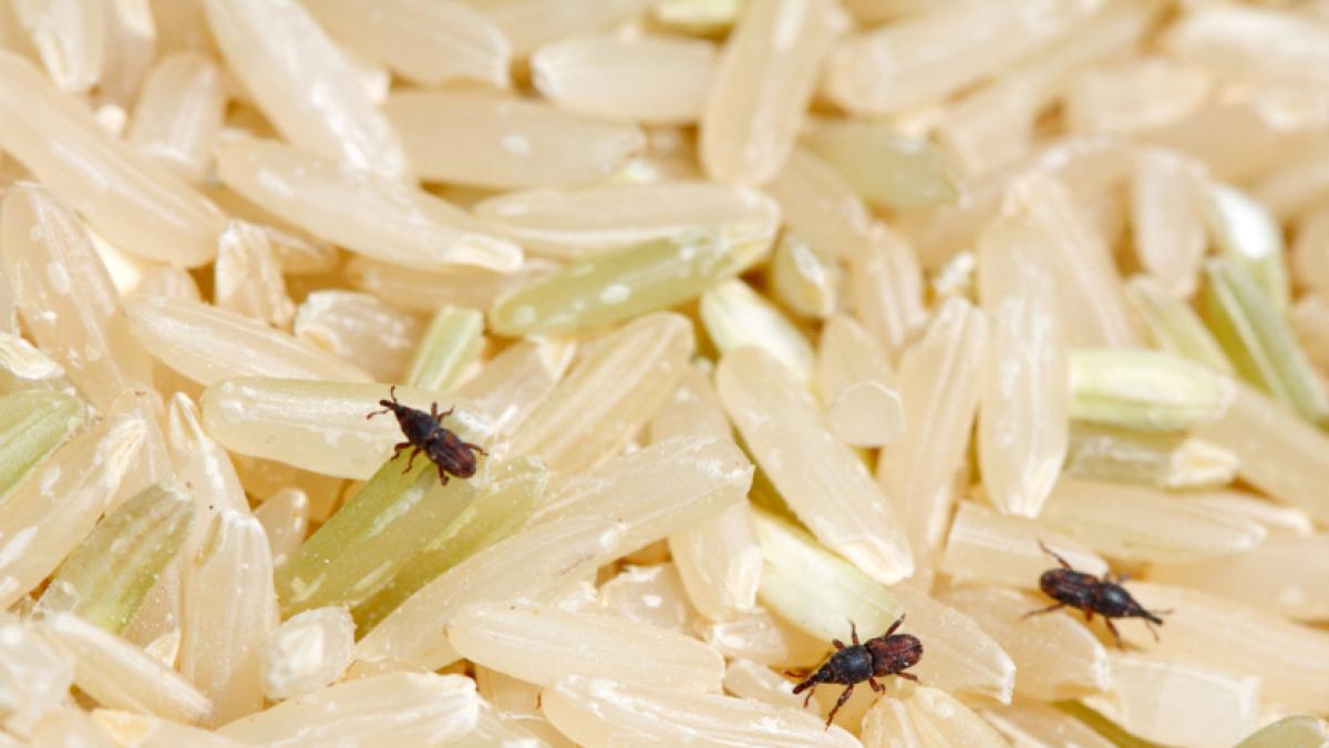 Qué son esos bichitos que aparecen en el arroz y cómo acabar con ellos