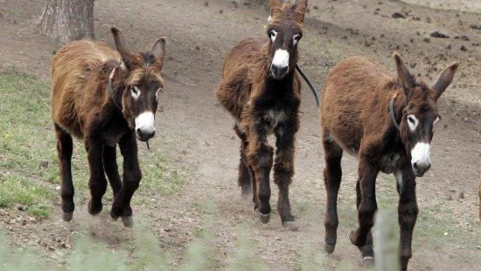 Una campaña busca padrinos para los últimos burros catalanes