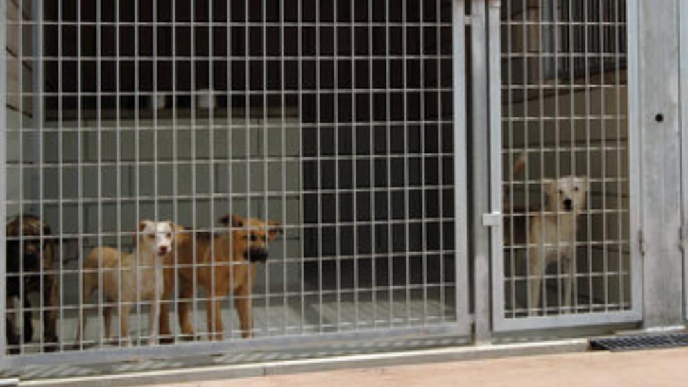 La perrera de las Tierras del Ebro acoge a 300 canes más de su capacidad