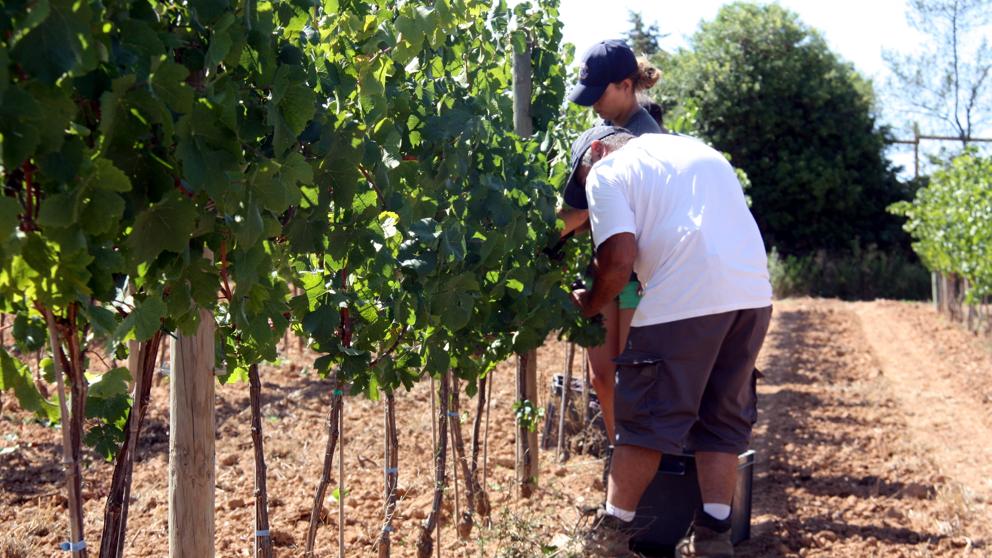 La DO Penedès empieza una vendimia que se prevé de “gran calidad” a