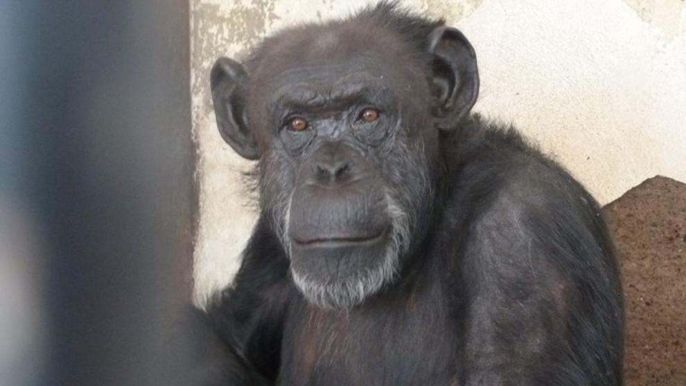 Esta es Cecilia, la chimpancé liberada de las rejas por orden judicial