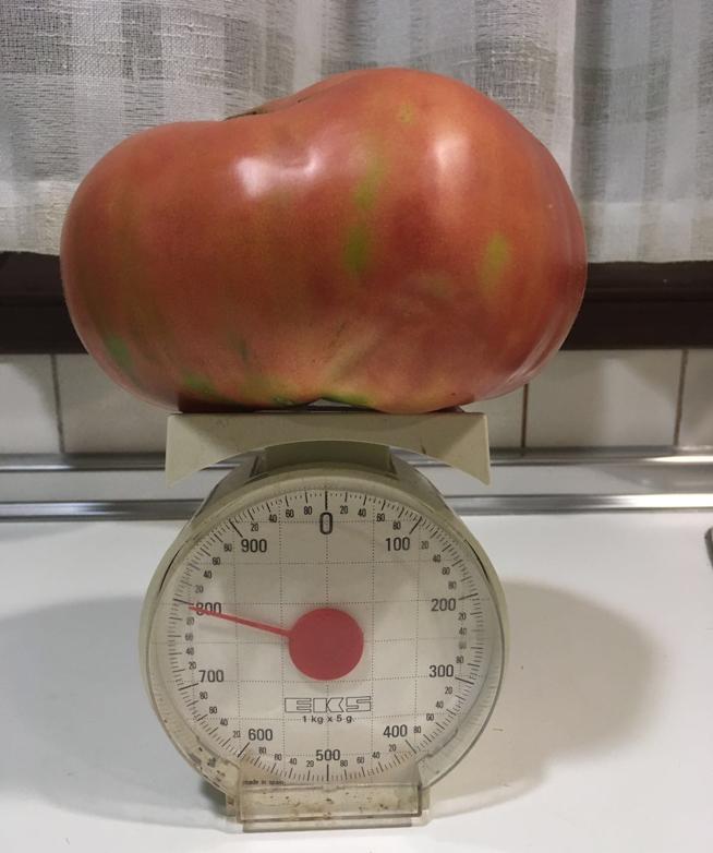 El ‘rey del tomate’ tiene 15 años y es de Barcelona